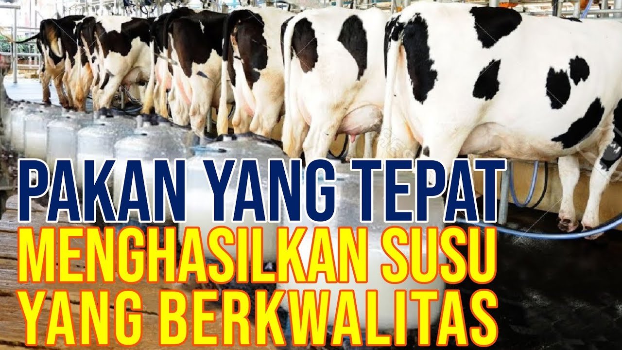 
                                 Peternakan-Sapi-Perah-Sukses-Memproduksi-Susu,-Yoghurt,-Hingga-Keju